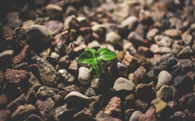 « Se planter »… Ou les vertus de l’échec !